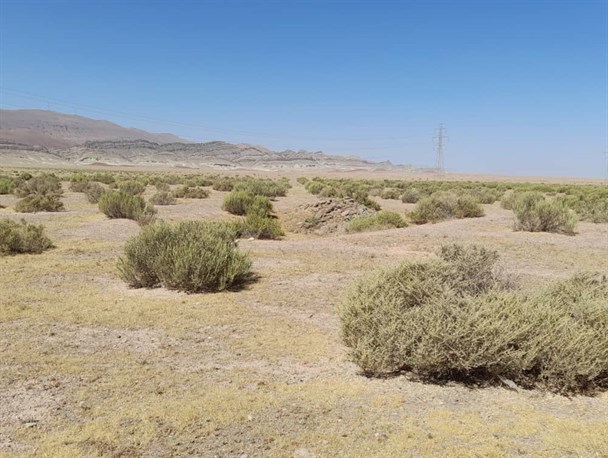 تصاویری از مناطق نهال‌کاری شده در منطقه کوه نمک قم