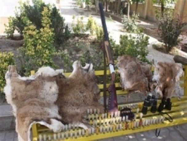 شکارچی قوچ و میش وحشی در روستای قوزلیجه قهاوند دستگیر شد
