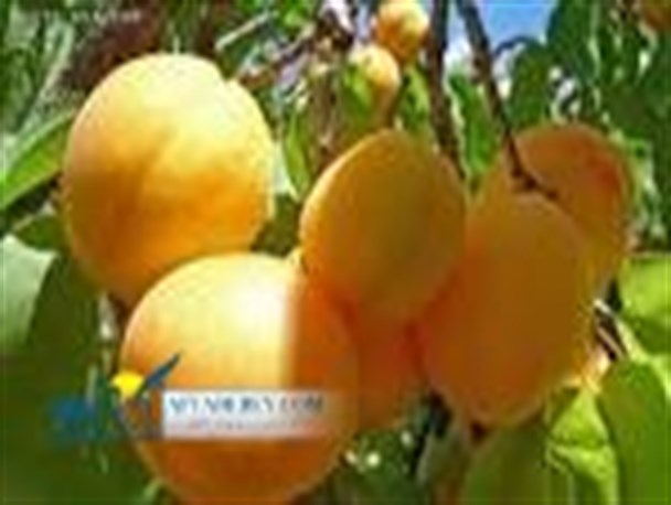 برداشت زردآلو در فیروزکوه پایان یافت