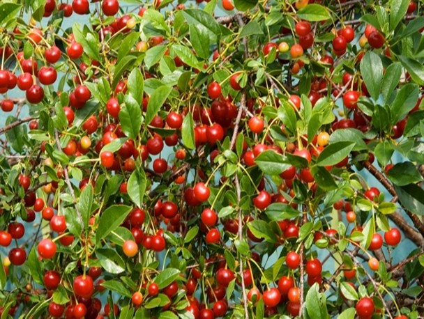 دستگیری از نیازمندان و گشودن درهای رحمت/باغداری که گیلاسش را به یتیمان داد