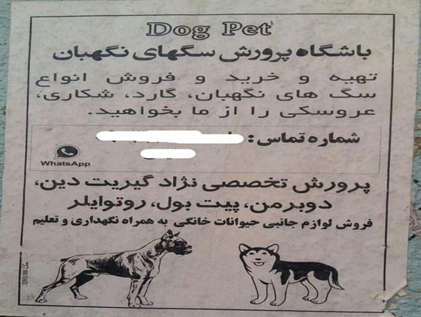 بدعت غربی ها بلای جان جوانان اهوازی/تبلیغ”سگ و گربه بازی” با آزادی تمام عیار در فضای مجازی+تصاویر