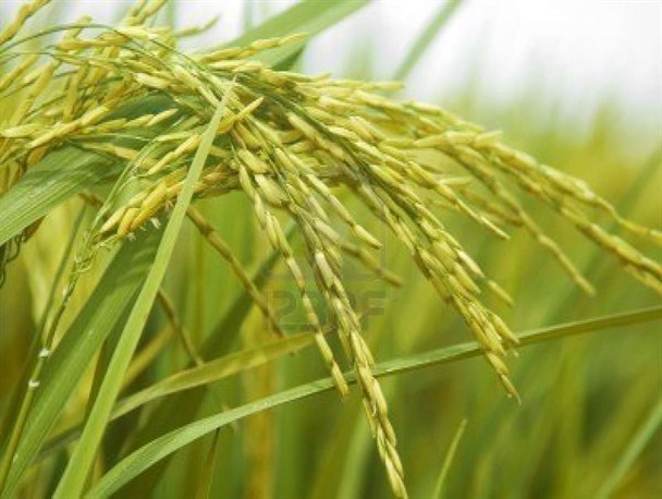 مشکل کم آبی مزارع در رودپشت و روستاهای همجوار برطرف شده است
