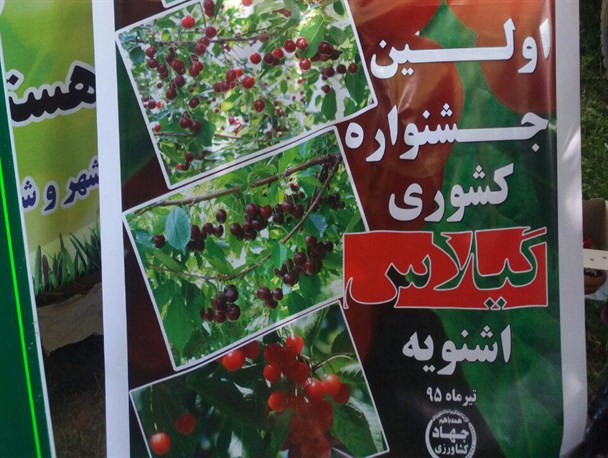 جشنواره کشوری گیلاس/تصاویر