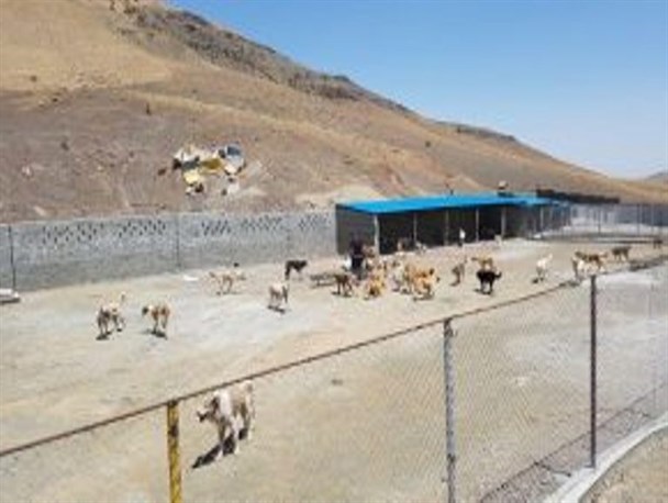 ایجاد پناهگاه برای سگ های بلاصاحب در بوکان