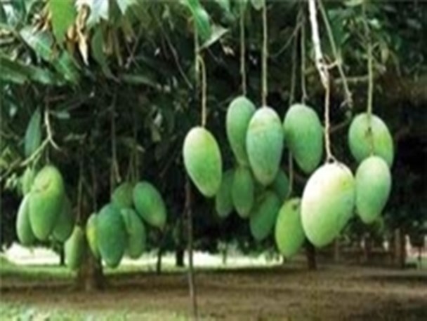 واردات بی رویه انبه پاکستانی به قطب تولید انبه کشور