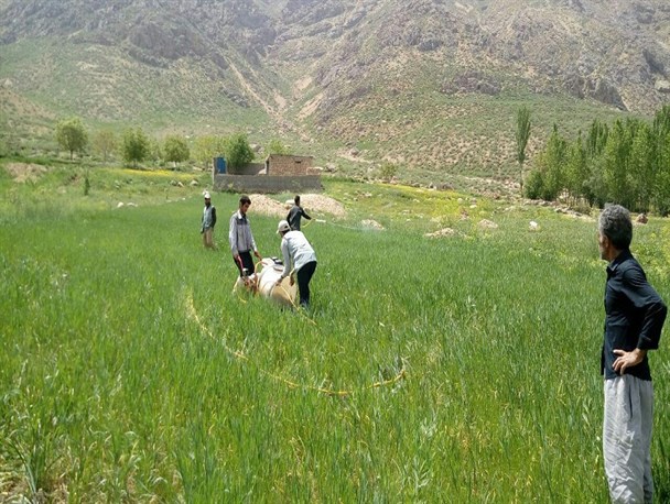 برای اولین بار استفاده از تله‌های نوار چسبناک در باغات میوه کوهرنگ/سمپاشی ۱۲۰۰  هکتار از اراضی آلوده به حمله ملخ‌ها