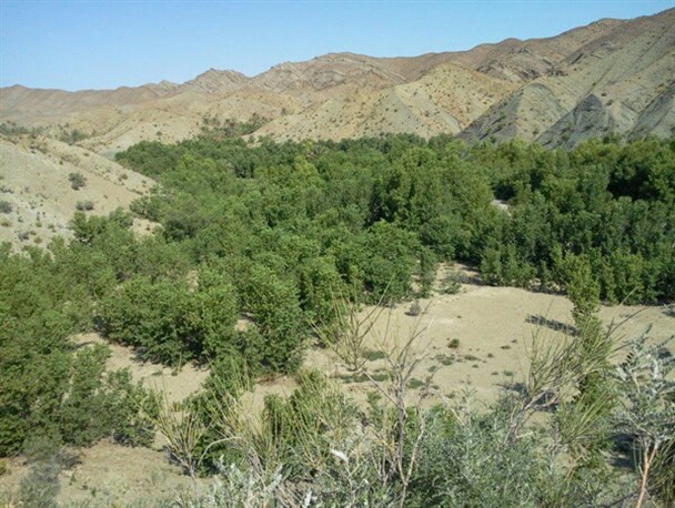 مرگ خاموش باغات بشاگرد در سایه بی آبی/ مهاجرت ۵۰  خانوار روستای بشنو به دلیل کمبود امکانات+تصاویر