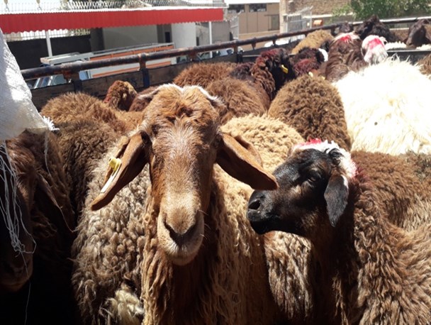 خرید تضمینی دام از ۲۸ تیرماه در استان مرکزی آغاز می‌شود
