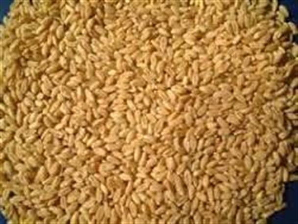 تامین بذرهای مقاوم به کم آبی برای کشت پاییزه در خراسان شمالی