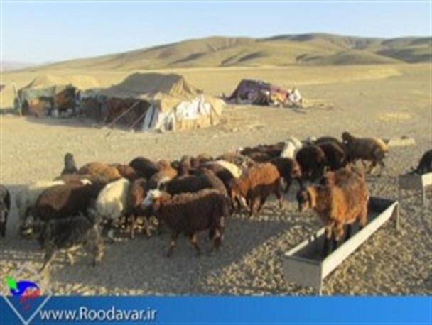عشایر تویسرکان نای گله کردن هم ندارند/ هر چادر عشایرنماد اقتصاد مقاومتی