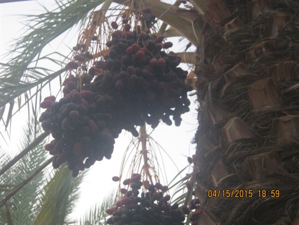 طعم شیرین خرما درکام نخلدارن رودباری تلخ شد
