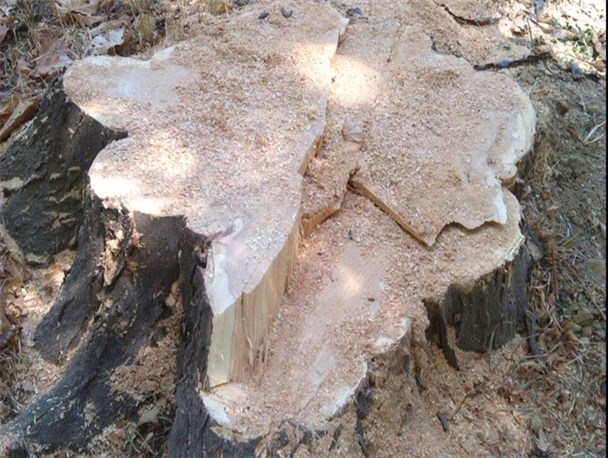اره به دستان بلای جان درختان ارومیه/ نابودی ریه های ارومیه در سکوت مسئولان