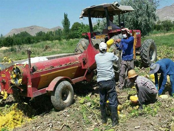 برداشت کدو در روستای «لیوار» شهرستان مرند +تصویر