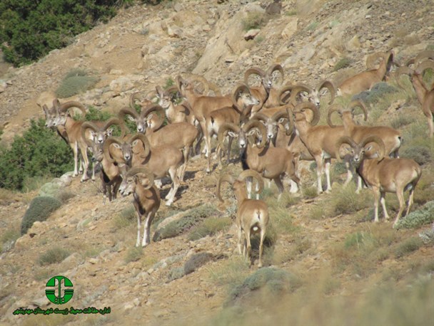 طرح «نذر طبیعت» در کاشمر اجرا می شود