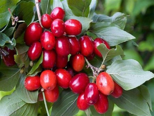 استان قزوین رتبه اول تولید زغال اخته کشور را به خود اختصاص داد+ تصاویر