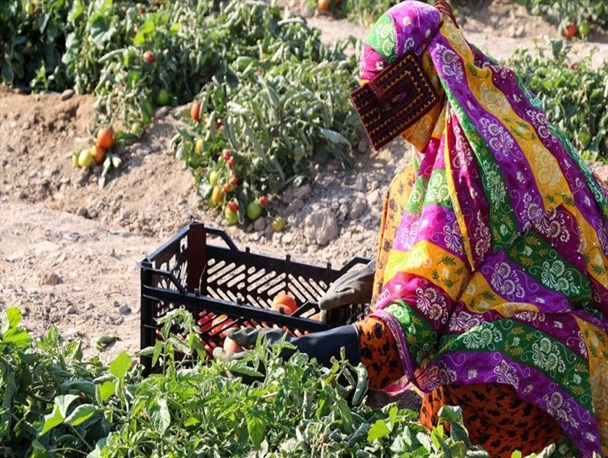 گلایه مندی باغداران مینابی از مبالغ هنگفت قبوض آب بها