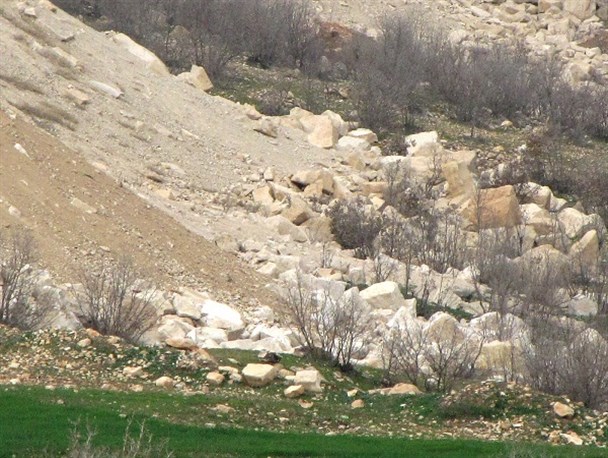 معادن سنگ بلای جان جنگلهای سفیدکوه در شهرستان چگنی