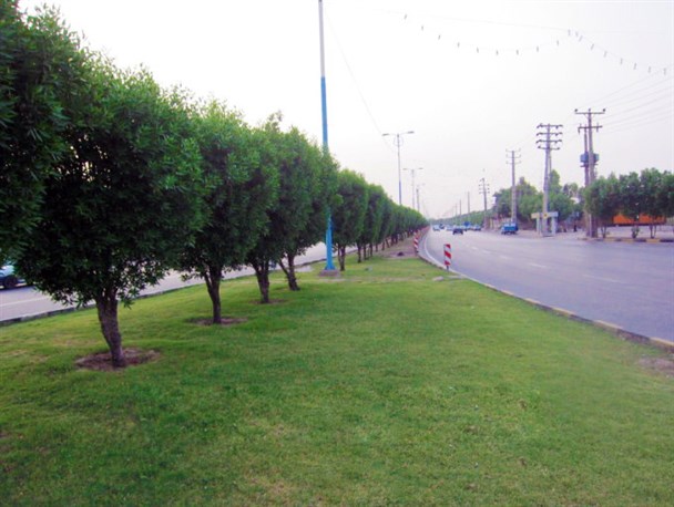 کاشت درخت «کنوکارپوس» در فضاهای شهری مقرون به صرفه نیست