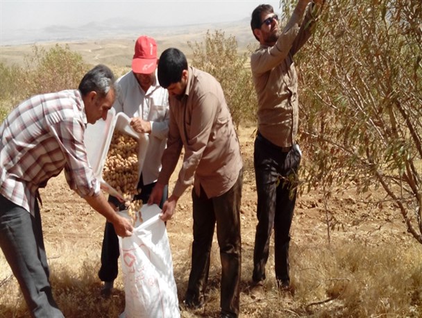 آغاز برداشت اولین محصول شجره طیبه از باغات بویین میاندشت