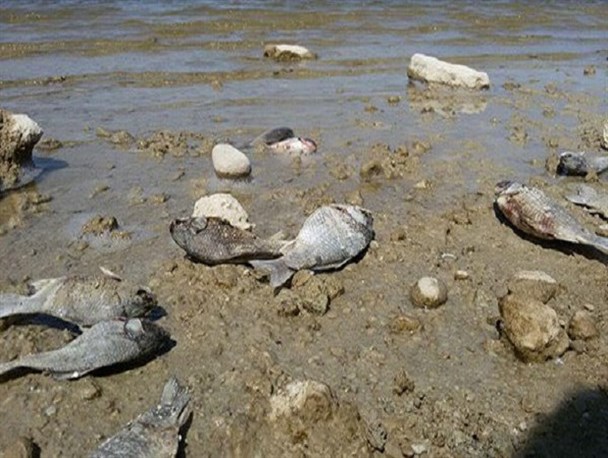 ماهیان مرده سد یامچی عامل بیماری گوارشی در شهروندان اردبیلی