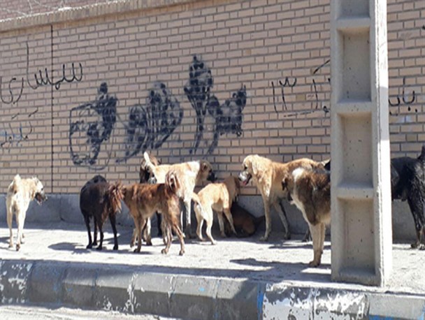 جولان " قاتلان هار" در خیابان های سیستان