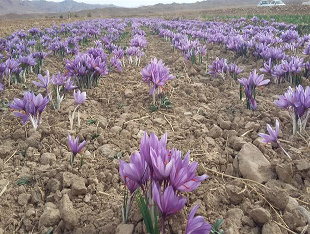 کشت مکانیزه زعفران در مزارع نطنز
