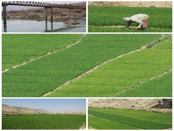 چشم نوازی طبیعت سرسبز و شالیزارهای برنج در روستای ایدنک+تصاویر