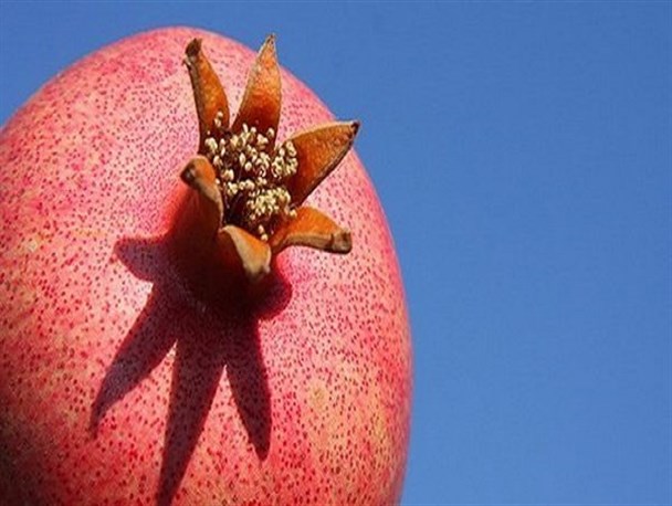 جشنواره ملی انار در کوهدشت برگزار می شود