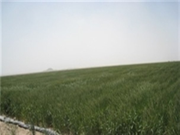 آغاز کشت گندم در شهرستان خدابنده