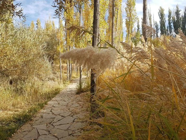 شکوه لباس پاییز بر تن درختان تفرش+تصاویر