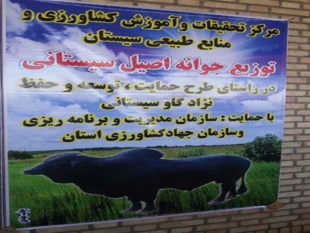 توزیع جوانه اصیل سیستانی/ گاو اصیل سیستانی ذخیره ی ژنتیکی با ارزش و بی نظیر