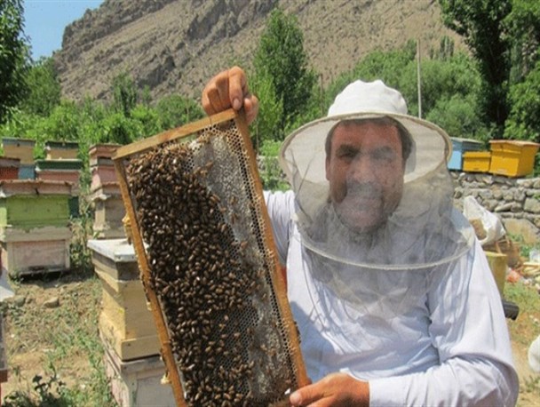 تولید سالانه ۶۰۰ کیلو گرم عسل در روستایی با ۳ خانوار جمعیت + تصاویر