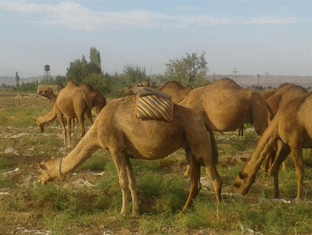 پرورش شتر در شهرستان جغتای+تصاویر