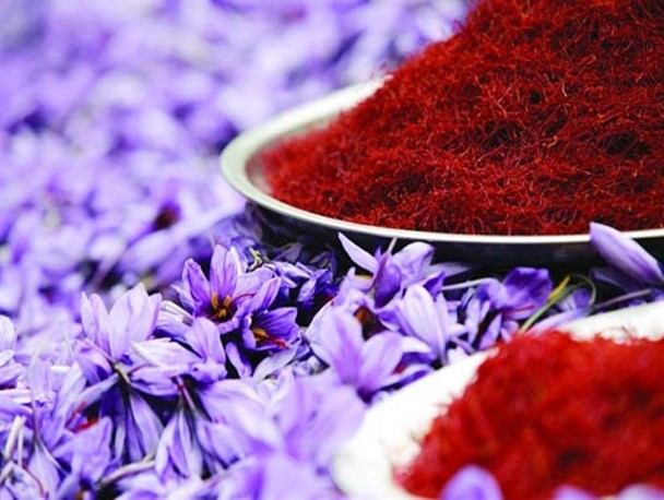 برداشت زعفران در آزادشهر آغاز شد