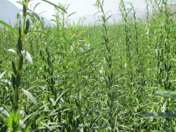 آغاز برداشت کنجد در شهرستان بستک / پیش بینی برداشت 40 تن کنجد از 31 هکتار سطح زیر کشت