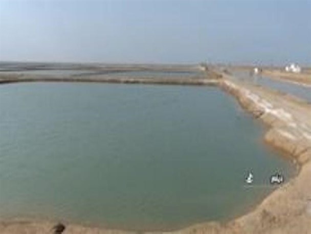 کانال آبرسان و محور ارتباطی مزارع میگـــوی میناب نیازمند ترمیم است