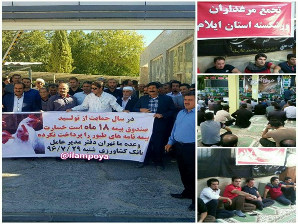 هزینه تولید مرغ با فروش همخوانی ندارد