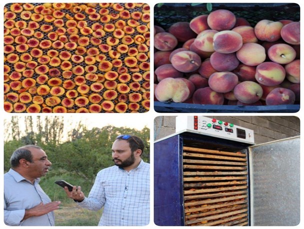 راه اندازی اولین کارگاه میوه خشک کن توسط کارآفرین میانه ای+تصاویر