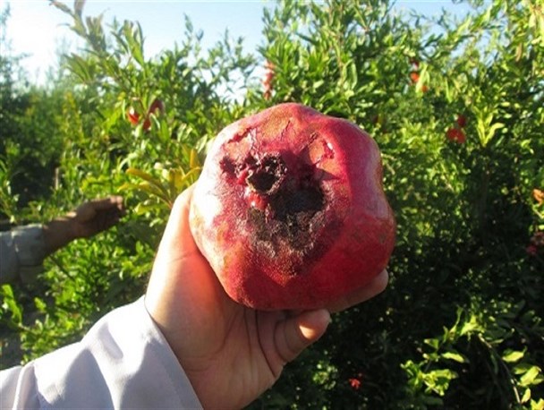 کرم گلوگاه، آفتی که به جان انار «تنگ سیاب» افتاد/بزرگترین انارستان ایران در خطر نابودی