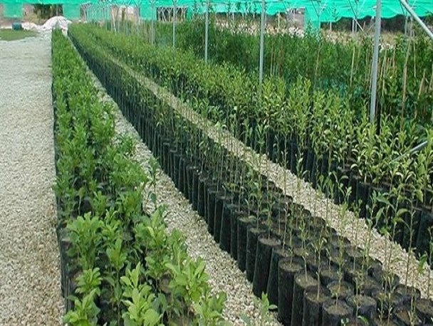 سالانه ۲۰۰ هزار اصله نهال در لرستان تولید می‌شود