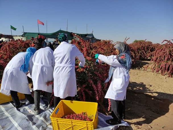 قیمت های فعلی زرشک به ضرر کشاورز است / روزنه‌های امید در دل زرشک‌‌کاران با برگزاری جشنواره ملی یاقوت سرخ