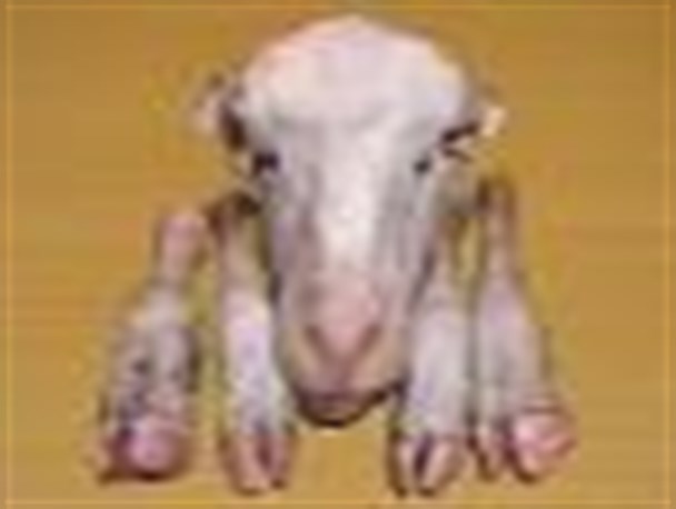 ترویج خرافه این بار با کله پاچه در نوشهر!