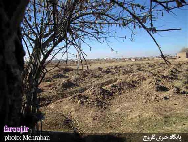 تاکستان های فاروج  آماده خواب زمستانی شدند