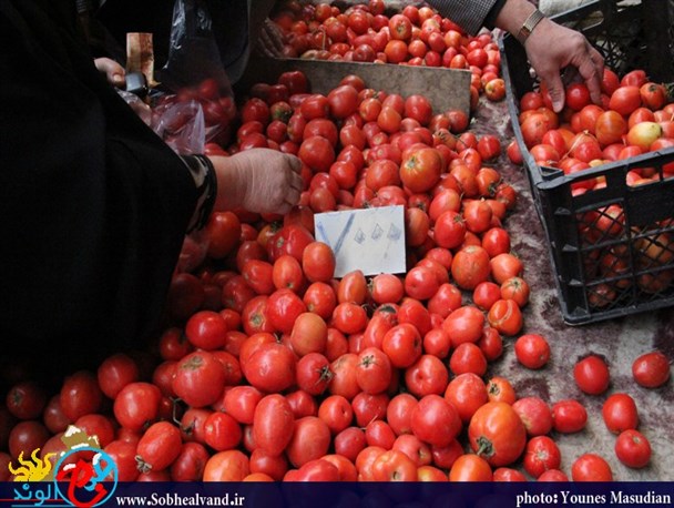 قیمت گوجه فرنگی در همدان 7 برابر شد+تصاویر