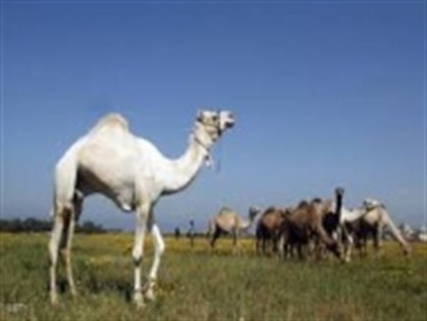 برگزاری دوره آموزشی آشنایی دامداران و شترداران شهرستان زهک با بیماری کرونا