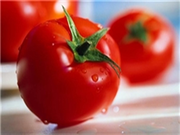 سرمازدگی علت گرانی گوجه فرنگی