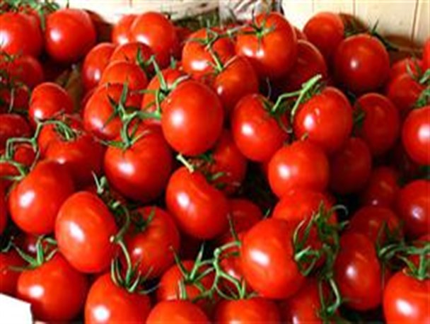 جای خالی گوجه فرنگی در سبد غذایی  مردم رابر/ هر کیلویی پنج هزار تومان