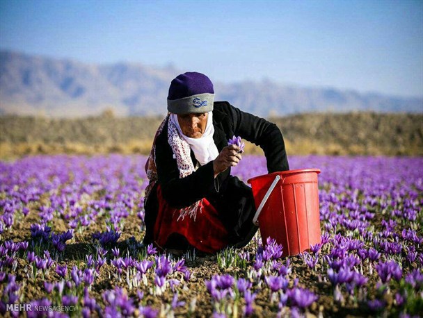 آغاز برداشت زعفران از سطح 4200 هکتار از اراضی خلیل آباد/ اجرای طرح مشترک با سازمان یونیدو