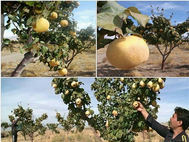 پیش بینی برداشت ۸۴۰ تن به در دلیجان+تصاویر