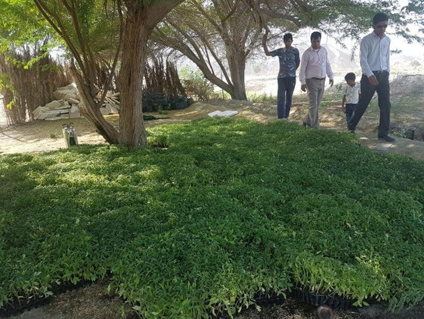 کاشت 10 میلیون نشاء گوجه فرنگی در سیریک آغاز شد+تصاویر